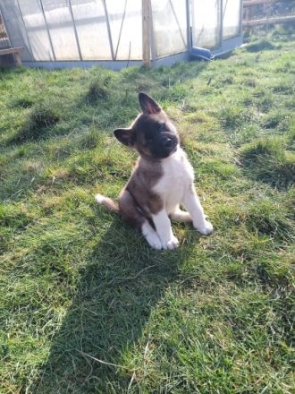 Unsere wundervolle Hündin Luna hat am 02.12.2021/03.12