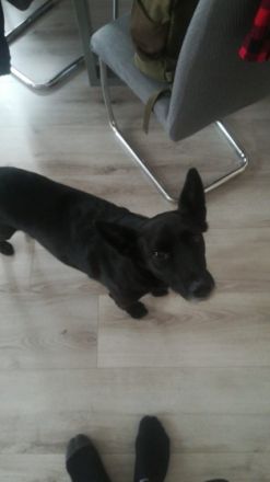 Ballou ist 7 Jahre alt , kennt Katzen sowie Kinder