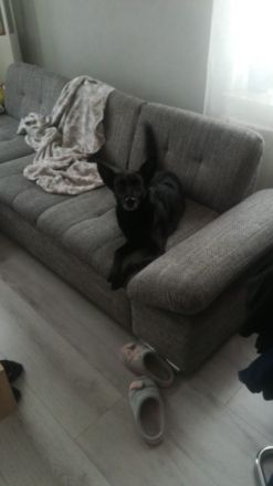 Ballou ist 7 Jahre alt , kennt Katzen sowie Kinder