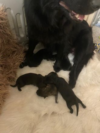 Unsere Hündin Emma ( deutscher schäferhund/