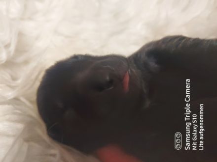 Unsere Hündin Emma ( deutscher schäferhund/