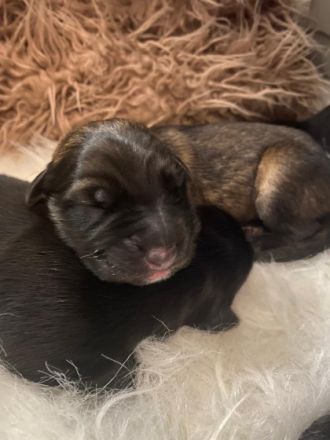 Unsere Hündin Emma ( deutscher schäferhund/