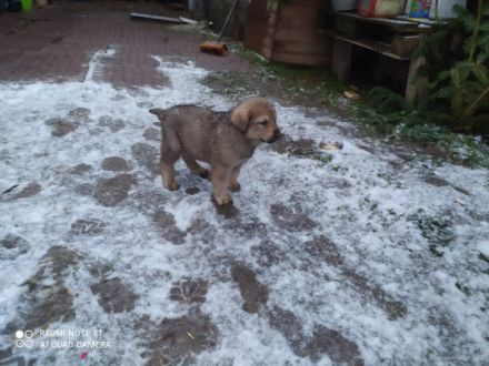 6 Welpen suchen ein neues Zuhause. Es sind 3 Männchen