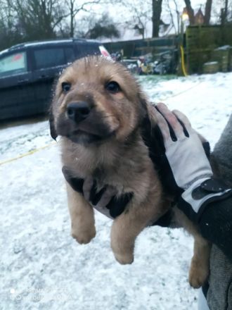 6 Welpen suchen ein neues Zuhause. Es sind 3 Männchen