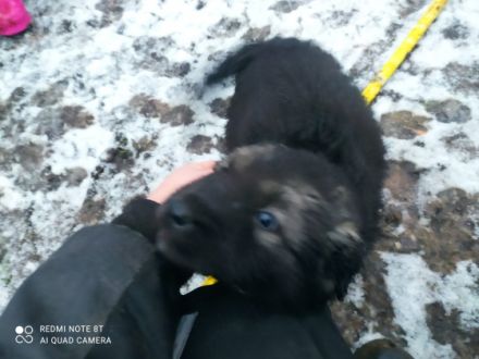 6 Welpen suchen ein neues Zuhause. Es sind 3 Männchen