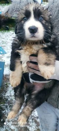 6 Welpen suchen ein neues Zuhause. Es sind 3 Männchen