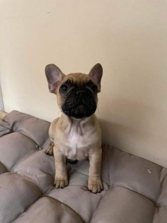 vaccinated, registered, chip, health screenings, 3