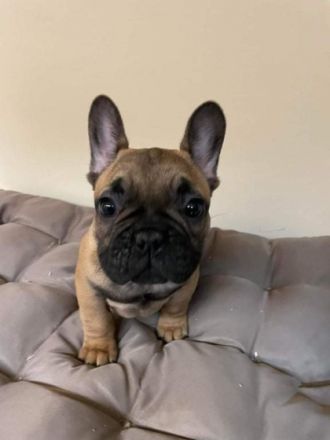 vaccinated, registered, chip, health screenings, 3