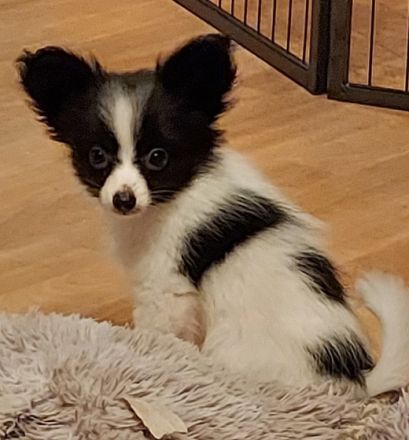 Es suchen noch 2 jungs und ein kleines Mädchen das