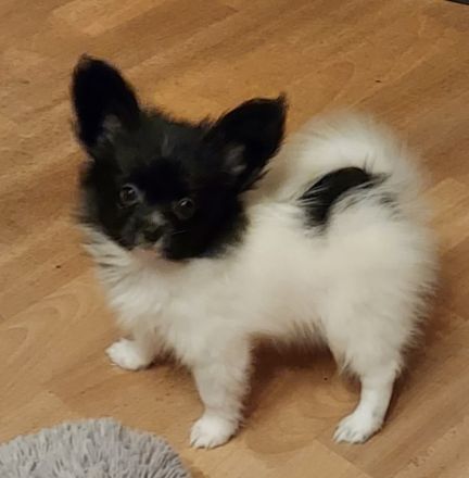 Es suchen noch 2 jungs und ein kleines Mädchen das