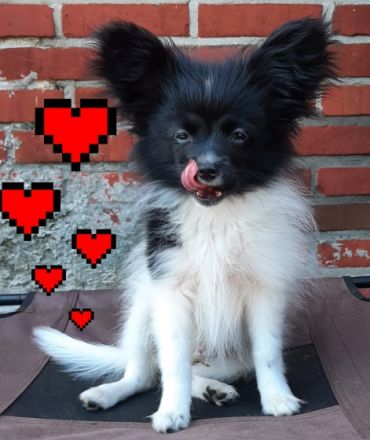 Es suchen noch 2 jungs und ein kleines Mädchen das