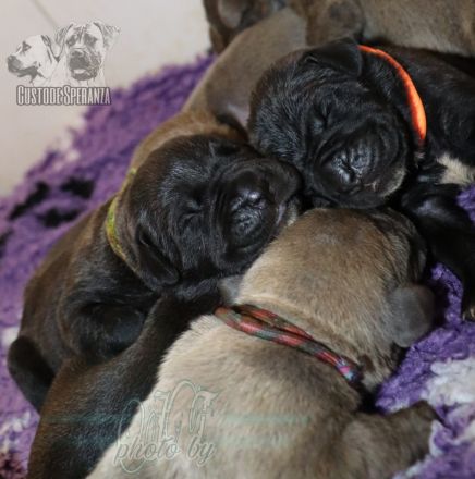 Cane corso Welpen mit Ahnentafel