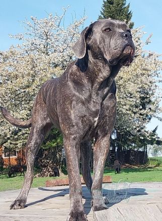 Cane corso Welpen mit Ahnentafel