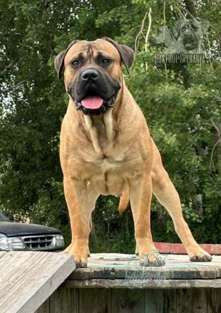 Cane corso Welpen mit Ahnentafel