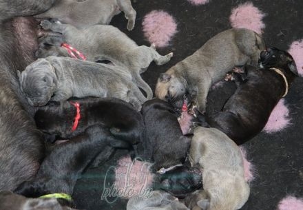 Cane corso Welpen mit Ahnentafel