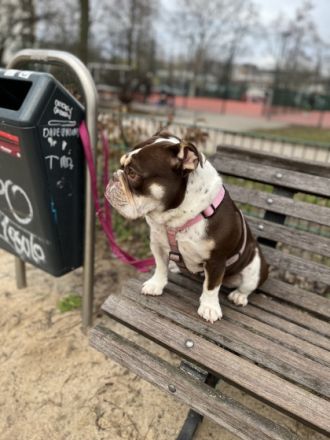 Die kleine Maus wird schweren Herzens abgegeben, aus