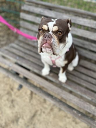 Die kleine Maus wird schweren Herzens abgegeben, aus