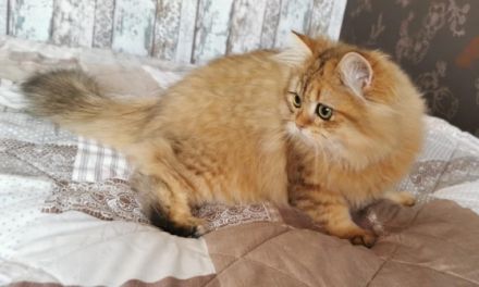 Reinrassige BLH Kätzchen 26.05.2021 Geburtstag. Sie