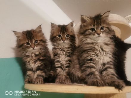 Aus einer Traumverpaarung sind 5 atemberaubende Kitten 