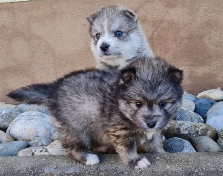 Der aktuelle Wurf ist bereits reserviert. Wurfplanung