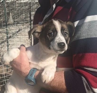 Die kleine Mini ist ein süßes Mischlingsmädchen mit