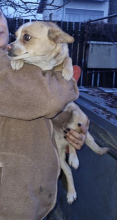 Greta - Knuddelmaus, Unsere kleine Greta, ein ca 4