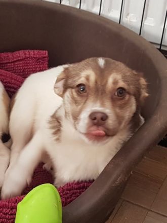 Asta ist einer von 3 Geschwistern die Mutterseelen