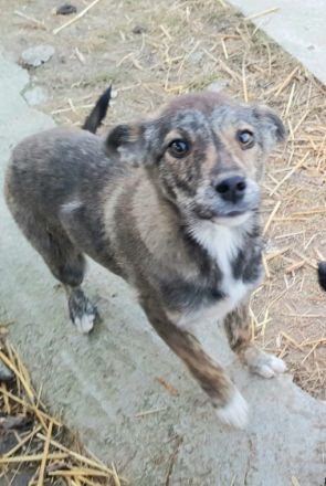 Suki ist ein ca 4 Monate altes Mischlingsmädchen, wir