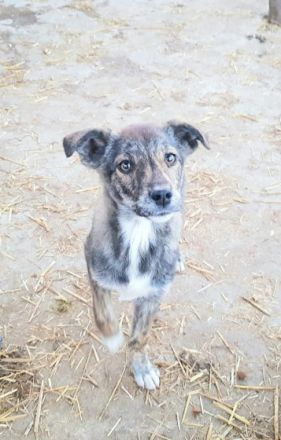 Suki ist ein ca 4 Monate altes Mischlingsmädchen, wir