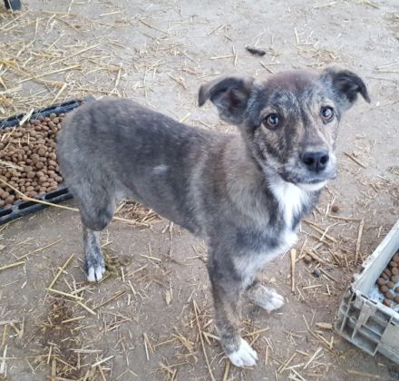 Suki ist ein ca 4 Monate altes Mischlingsmädchen, wir