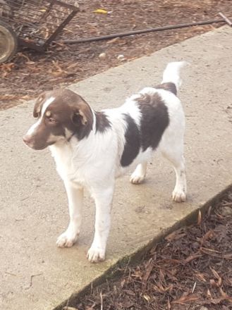 Sina ist ein wunderschöner Mischling, sicher ist ein