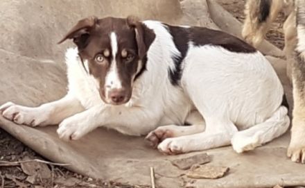 Sina ist ein wunderschöner Mischling, sicher ist ein