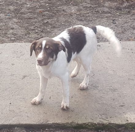 Sina ist ein wunderschöner Mischling, sicher ist ein