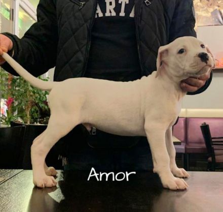 Beschreibung Am 9.11.2021 hat unsere Luna (Dogo