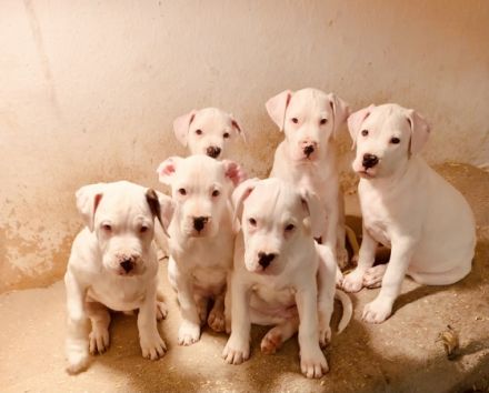 Beschreibung Am 9.11.2021 hat unsere Luna (Dogo