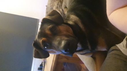 Hallo, ich heiße Rocco und bin etwas über ein Jahr alt.