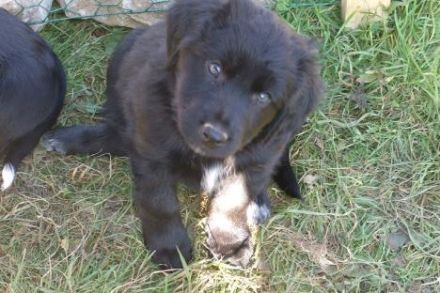 Wir haben 4 wunderschöne Welpen in schwarz, weiß und