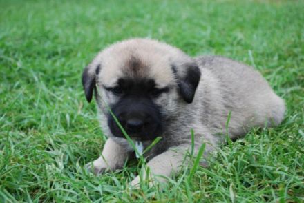 Wir haben 4 wunderschöne Welpen in schwarz, weiß und