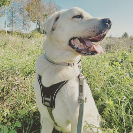 Wir haben 4 wunderschöne Welpen in schwarz, weiß und