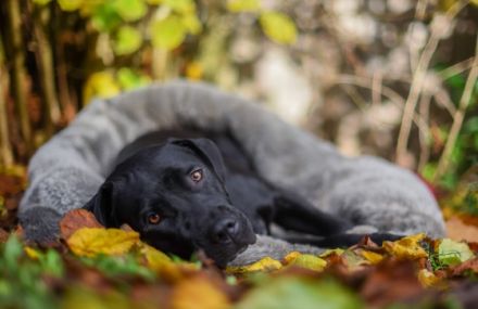 Wir haben 4 wunderschöne Welpen in schwarz, weiß und