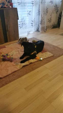 Hallo leider müssen wir uns aus persönlichen Gründen