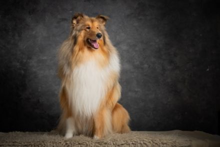 Red Caroline Casino Royal