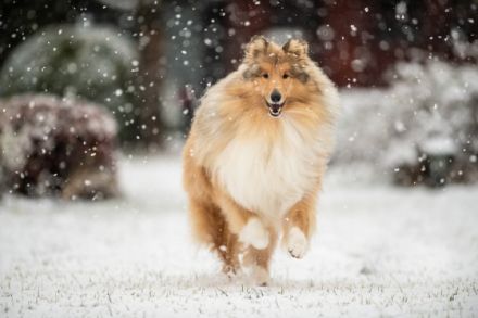 Red Caroline Casino Royal