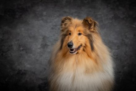 Red Caroline Casino Royal