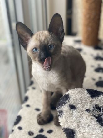 Cornish Rex von Saxonia Eleganz