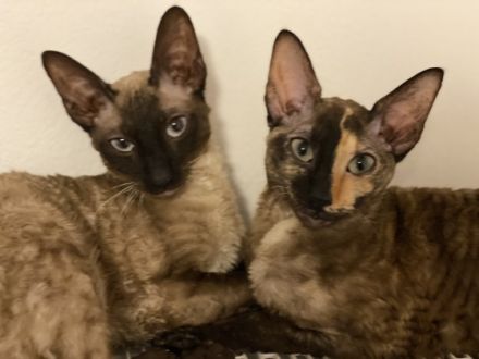 Cornish Rex von Saxonia Eleganz
