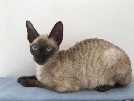 Cornish Rex von Saxonia Eleganz