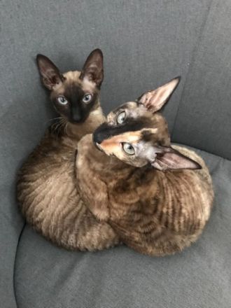 Cornish Rex von Saxonia Eleganz