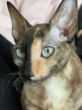 Cornish Rex von Saxonia Eleganz