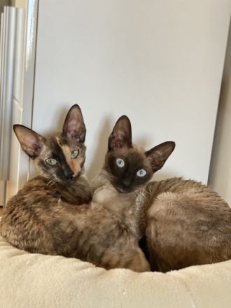 Cornish Rex von Saxonia Eleganz
